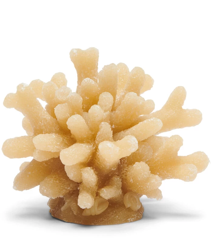 Kaars, Decoratieve Stompkaars Koraal - Coral - Blauw - 1 Stuk 3 Kaars, Decoratieve Stompkaars Koraal - Coral - Blauw - 1 Stuk